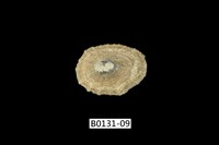 藏品(網目松螺)的圖片